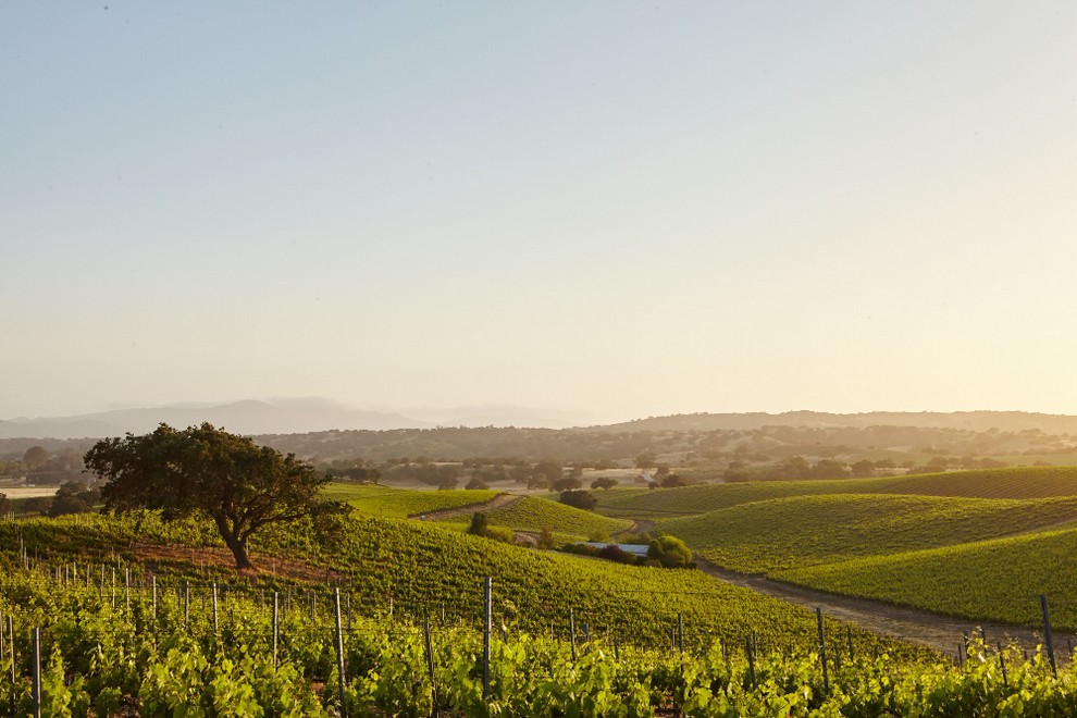 vineyards